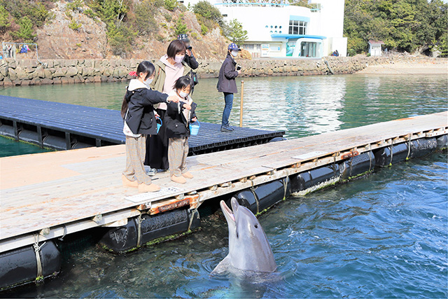 イルカのエサやり/太地町立くじらの博物館（和歌山県）