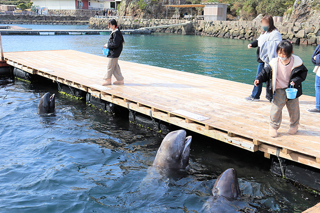 クジラのエサやり/太地町立くじらの博物館（和歌山県）