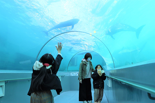 トンネル水槽/太地町立くじらの博物館（和歌山県）