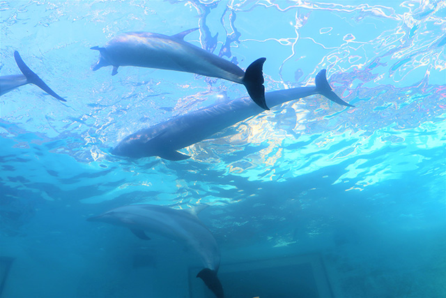 トンネル水槽のイルカ/太地町立くじらの博物館（和歌山県）