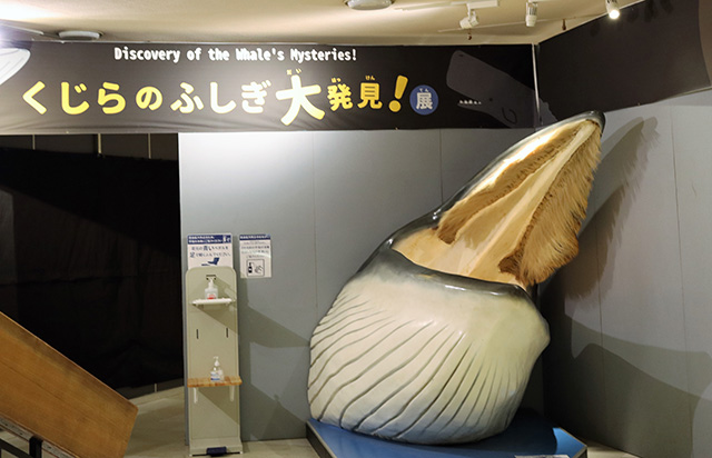 くじらのふしぎ大発見！展/太地町立くじらの博物館（和歌山県）