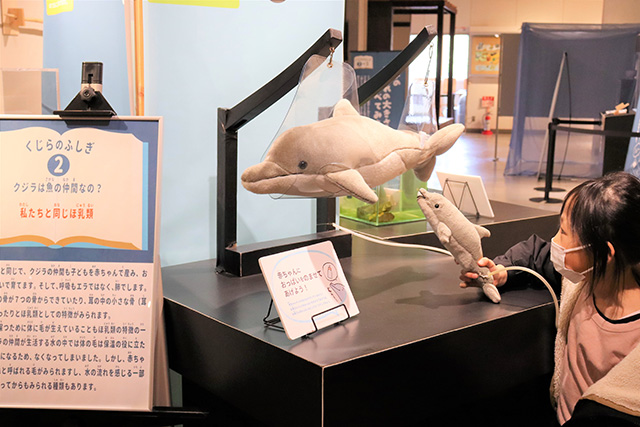 くじらのふしぎ大発見！展/太地町立くじらの博物館（和歌山県）