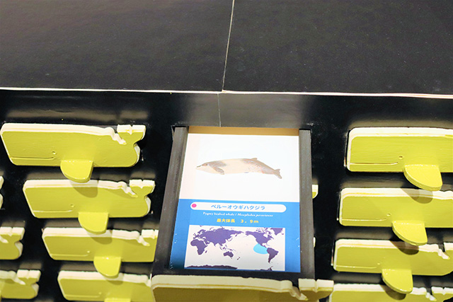 くじらのふしぎ大発見！展/太地町立くじらの博物館（和歌山県）