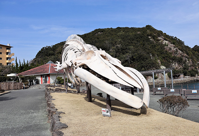 シロナガスクジラ全身骨格標本/太地町立くじらの博物館（和歌山県）