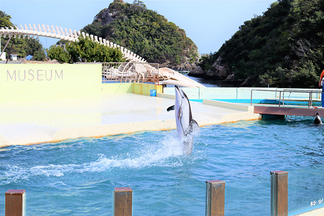 イルカショーのお様子/太地町立くじらの博物館（和歌山県）