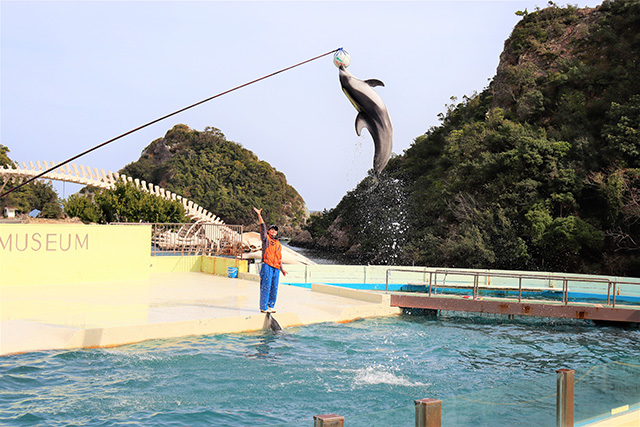 イルカショーの様子/太地町立くじらの博物館（和歌山県）