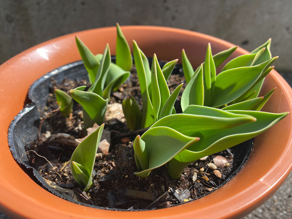チューリップの芽/富山移住