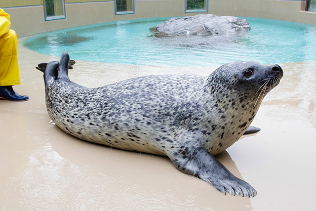ゴマフアザラシ/宮島水族館 みやじマリン（広島県／廿日市市）