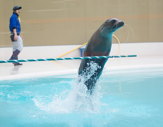 アシカライブの様子/宮島水族館 みやじマリン（広島県／廿日市市）