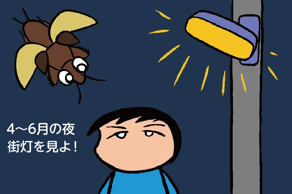 オケラの採集の仕方　4～6月の夜街灯を見よ！