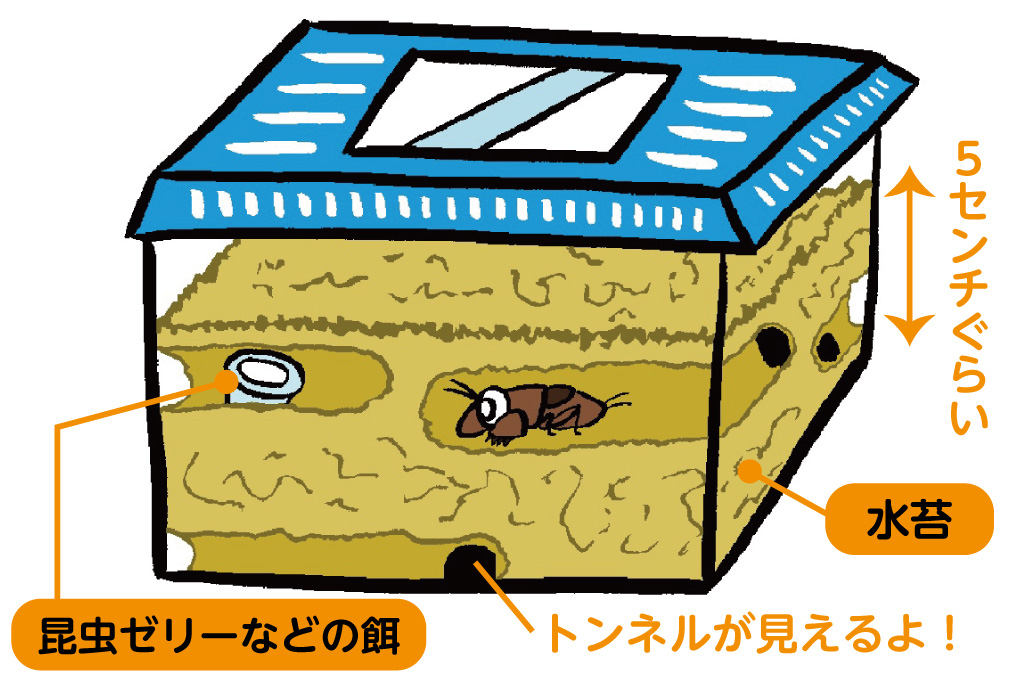 オケラの飼育方法