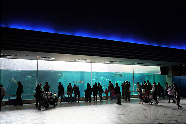 巨大な「波の大水槽」/須磨海浜水族園（兵庫県/神戸市）