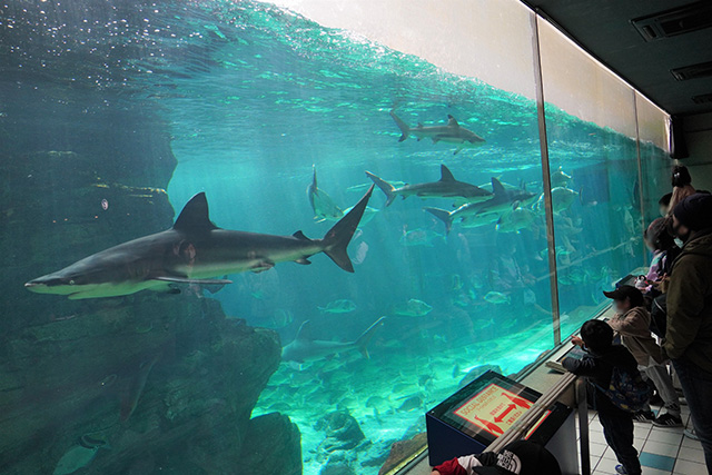 大きなサメは大迫力！/須磨海浜水族園（兵庫県/神戸市）