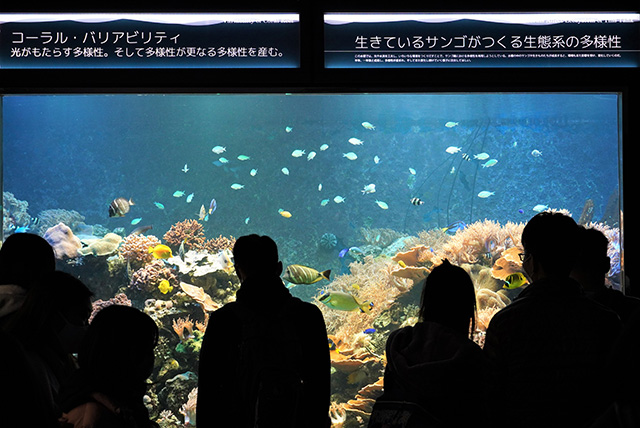 サンゴ礁水槽/須磨海浜水族園（兵庫県/神戸市）