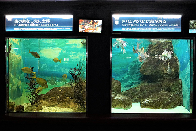 水槽上部に表示されている解説がユニーク/須磨海浜水族園（兵庫県/神戸市）