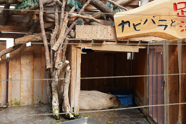 カピバラの「ローラ」はお昼寝中/須磨海浜水族園（兵庫県/神戸市）