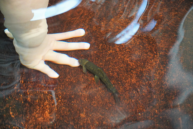 ドクターフィッシュ体験の様子/須磨海浜水族園（兵庫県/神戸市）