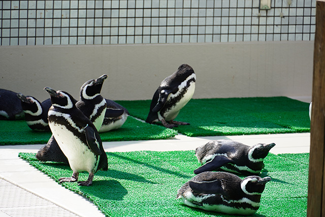 ペンギン/須磨海浜水族園（兵庫県/神戸市）