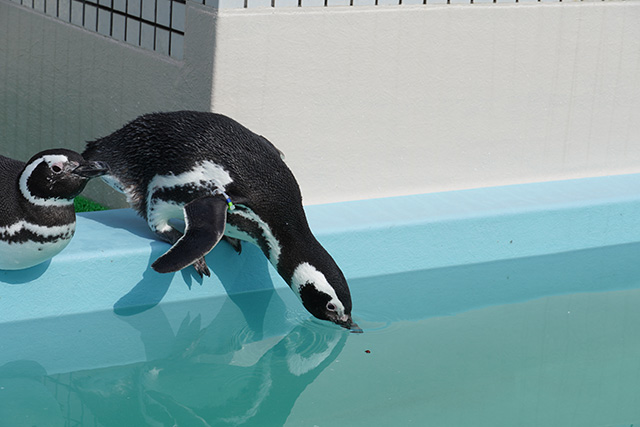 ペンギン/須磨海浜水族園（兵庫県/神戸市）