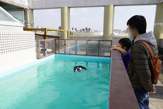 気持ちよさそうに泳ぐペンギン/須磨海浜水族園（兵庫県/神戸市）