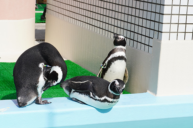 名札がついているペンギン/須磨海浜水族園（兵庫県/神戸市）