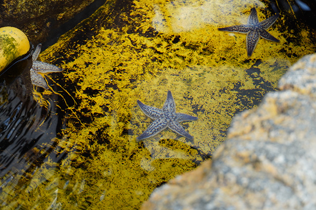 タッチングプールのヒトデ/須磨海浜水族園（兵庫県/神戸市）