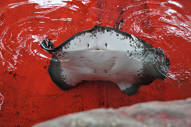 笑っている顔のように見えるホシエイ/須磨海浜水族園（兵庫県/神戸市）