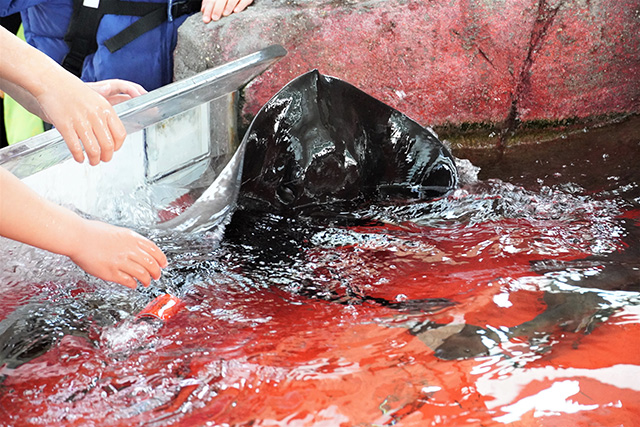 タッチングプールのホシエイ/須磨海浜水族園（兵庫県/神戸市）