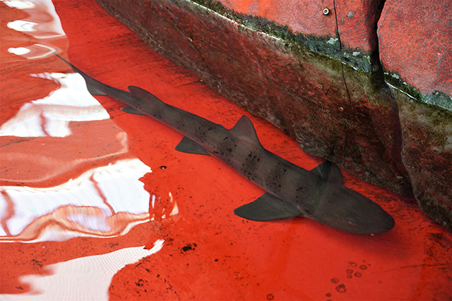 タッチングプールのサメ/須磨海浜水族園（兵庫県/神戸市）