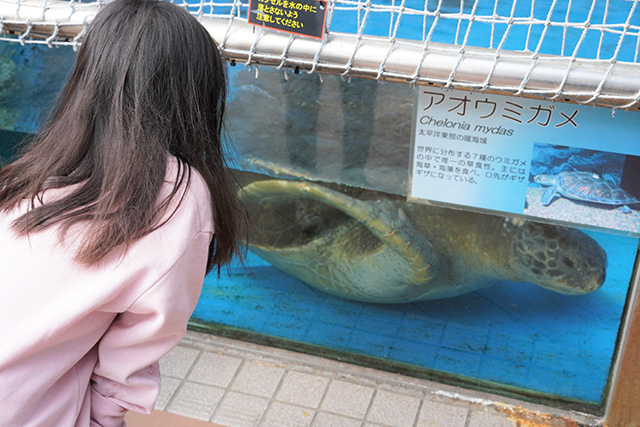 ウミガメ/須磨海浜水族園（兵庫県/神戸市）