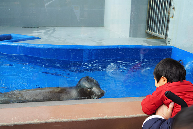アザラシ/須磨海浜水族園（兵庫県/神戸市）