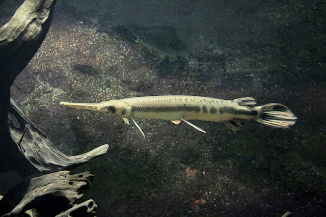 ロングノーズガー/須磨海浜水族園（兵庫県/神戸市）