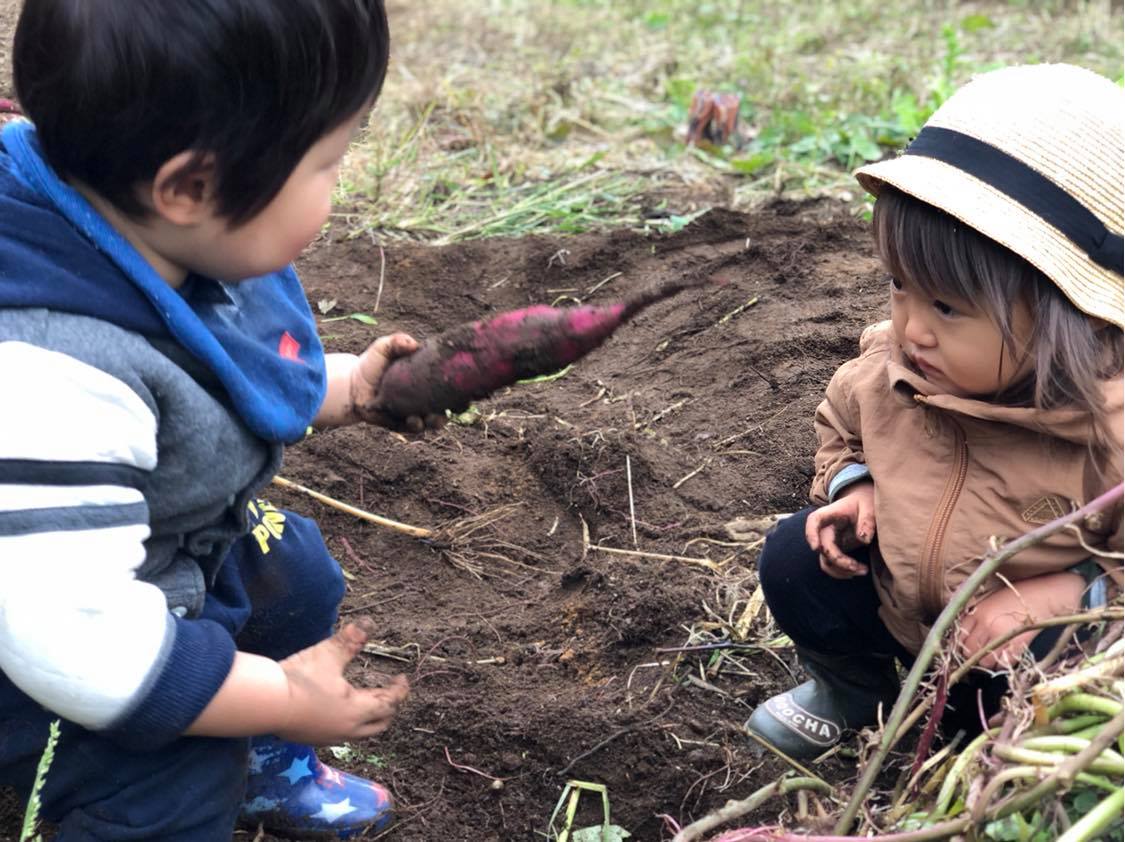 芋掘りをする様子（岩手県/田野畑村）