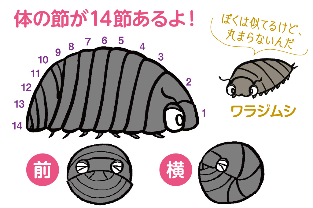 どうして丸くなるの? ワラジムシとの違いは?