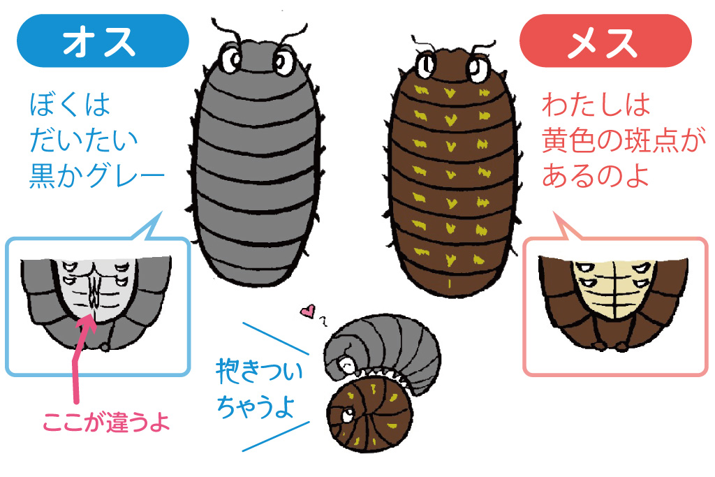 オスとメスの見分け方は?
