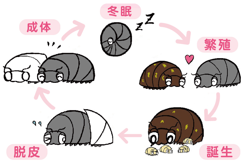 ダンゴムシの一生