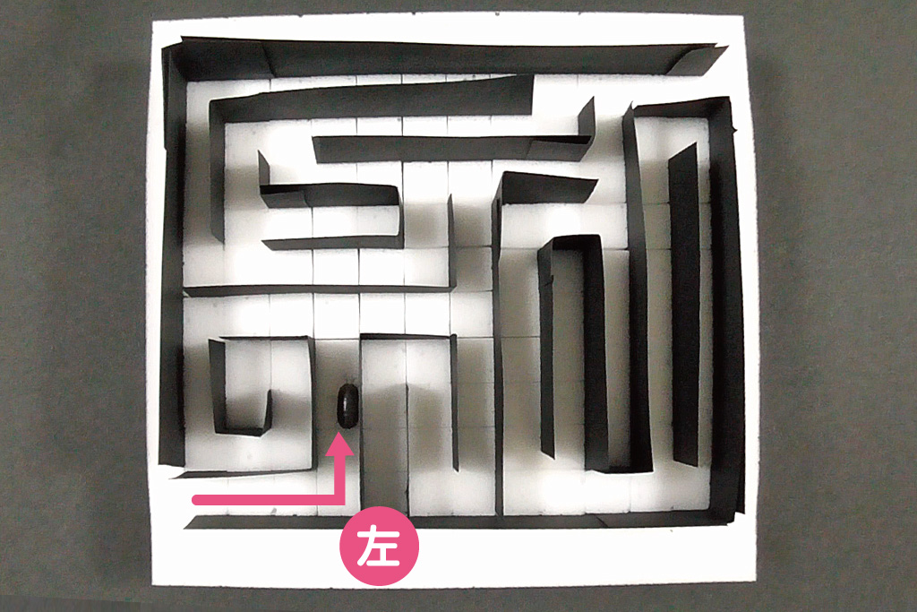 ダンゴムシ迷路