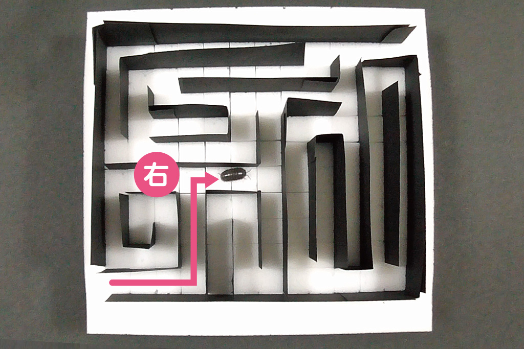 ダンゴムシ迷路