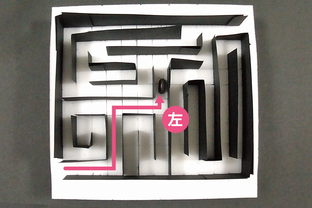 ダンゴムシ迷路