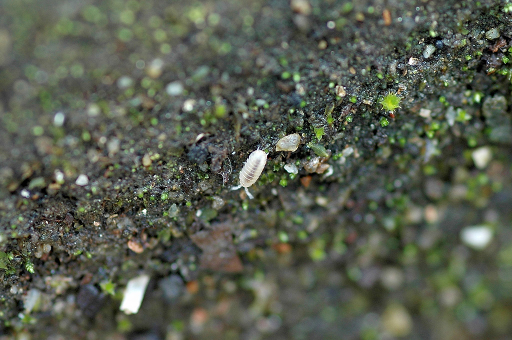 生まれたばかりの赤ちゃんダンゴムシ