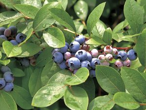 埼玉県の夏の味覚&果物狩り！ブルーベリー狩りや野菜収穫体験など