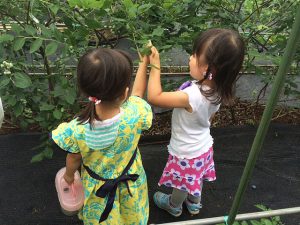 東京都のブルーベリー狩りスポット7選！夏の味覚&果物狩りを気軽に