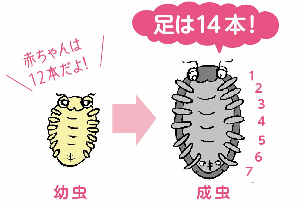 ダンゴムシの足は14本!赤ちゃんは12本だよ!