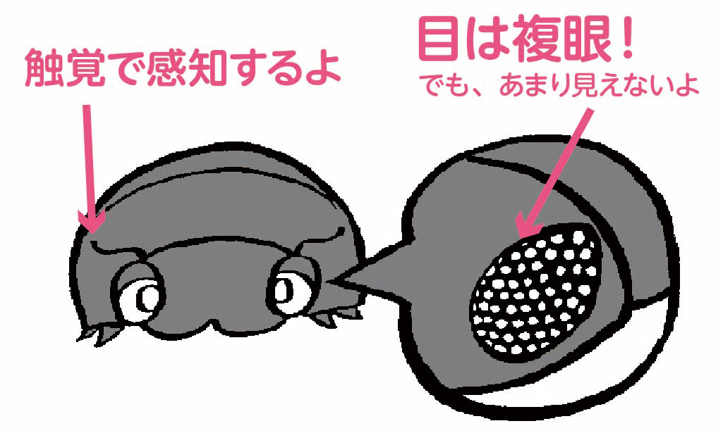 ダンゴムシの目は複眼!でも、あまり見えないよ。触覚で感知するよ。