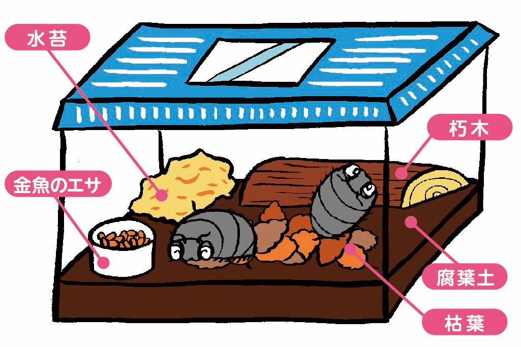 ダンゴムシの飼育に必要なもの