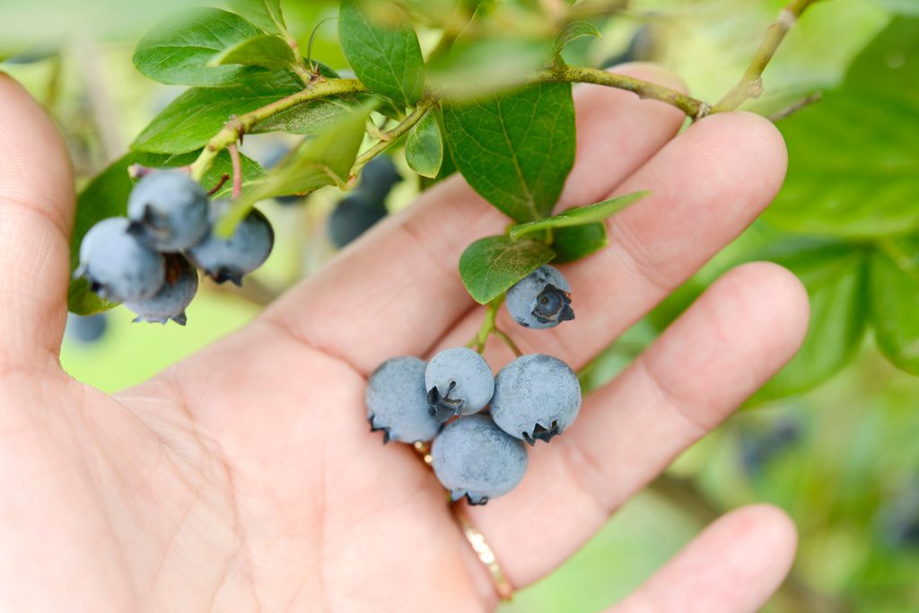 長野県の夏の味覚&果物狩り！さくらんぼ狩り・ブルーベリー狩りなど