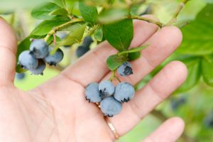 長野県の夏の味覚&果物狩り！さくらんぼ狩り・ブルーベリー狩りなど