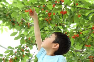 滋賀・京都の夏の味覚&果物狩り！さくらんぼ狩り・ブルーベリー狩りなど