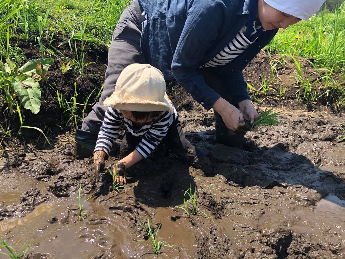 田植えをする様子（岩手県/田野畑村）