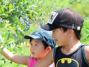 岐阜県のブルーベリー狩りスポット！夏の味覚&果物狩りを気軽に